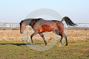 Ukrainian horse breed horses