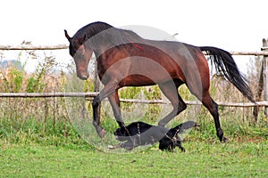 Ukrainian horse breed horses