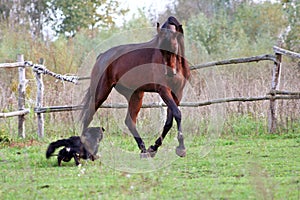 Ukrainian horse breed horses