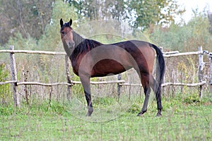 Ukrainian horse breed horses