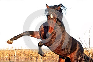 Ukrainian horse breed horses