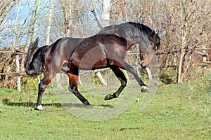 Ukrainian horse breed horses