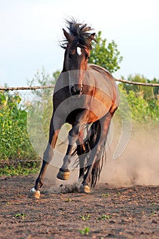 Ukrainian horse breed horses