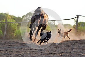 Ukrainian horse breed horses