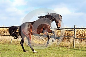 Ukrainian horse breed horses