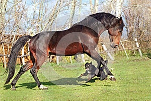 Ukrainian horse breed horses