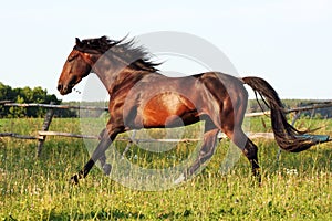 Ukrainian horse breed horses