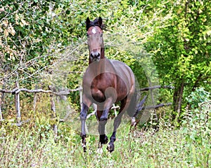 Ukrainian horse breed horses