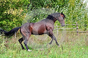 Ukrainian horse breed horses