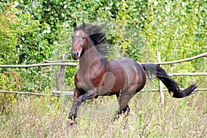 Ukrainian horse breed horses