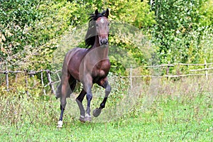 Ukrainian horse breed horses