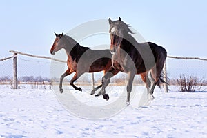 Ukrainian horse breed horses