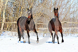 Ukrainian horse breed horses