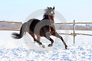 Ukrainian horse breed horses