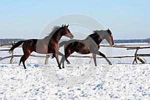 Ukrainian horse breed horses