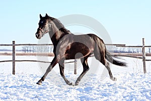 Ukrainian horse breed horses