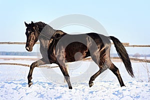 Ukrainian horse breed horses