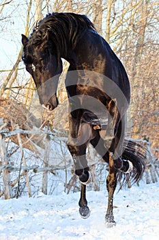 Ukrainian horse breed horses