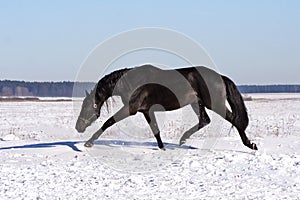 Ukrainian horse breed horses