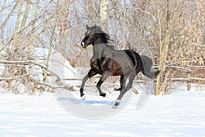 Ukrainian horse breed horses