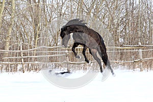 Ukrainian horse breed horses