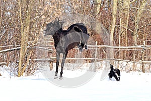 Ukrainian horse breed horses