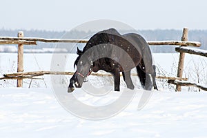 Ukrainian horse breed horses