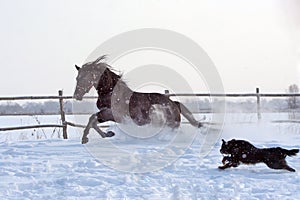 Ukrainian horse breed horses