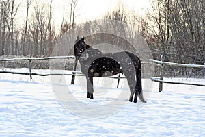 Ukrainian horse breed horses