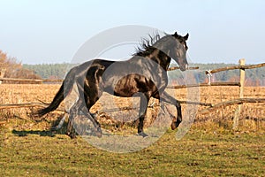 Ukrainian horse breed horses