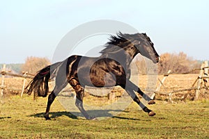 Ukrainian horse breed horses