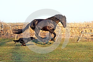 Ukrainian horse breed horses