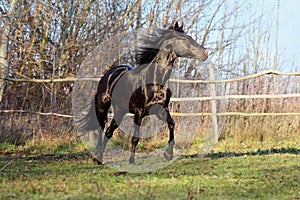 Ukrainian horse breed horses