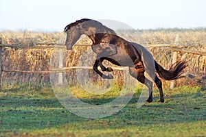 Ukrainian horse breed horses