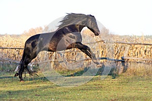 Ukrainian horse breed horses