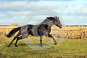 Ukrainian horse breed horses