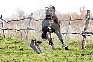 Ukrainian horse breed horses