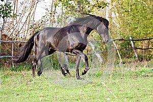 Ukrainian horse breed horses