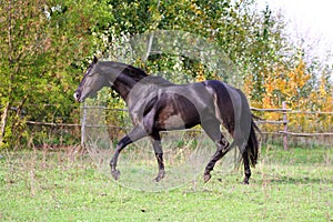 Ukrainian horse breed horses