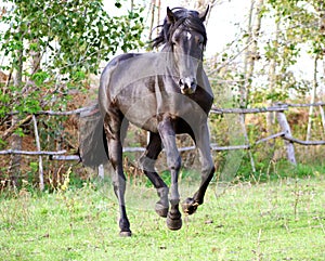 Ukrainian horse breed horses