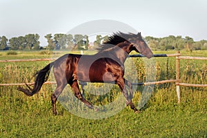 Ukrainian horse breed horses