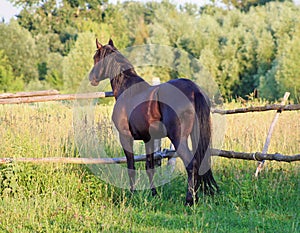 Ukrainian horse breed horses