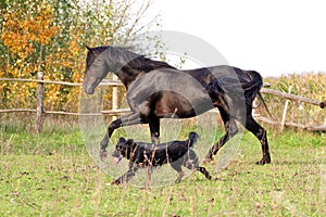 Ukrainian horse breed horses