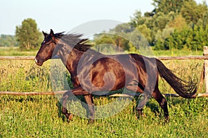 Ukrainian horse breed horses