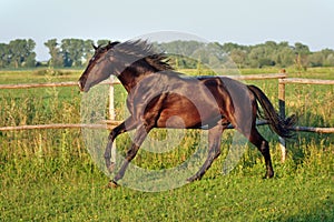 Ukrainian horse breed horses