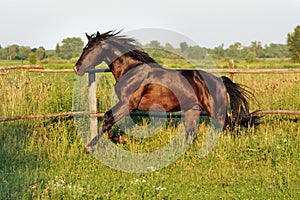 Ukrainian horse breed horses