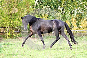 Ukrainian horse breed horses