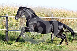 Ukrainian horse breed horses