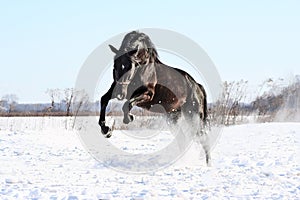 Ukrainian horse breed horses