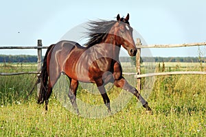 Ukrainian horse breed horses